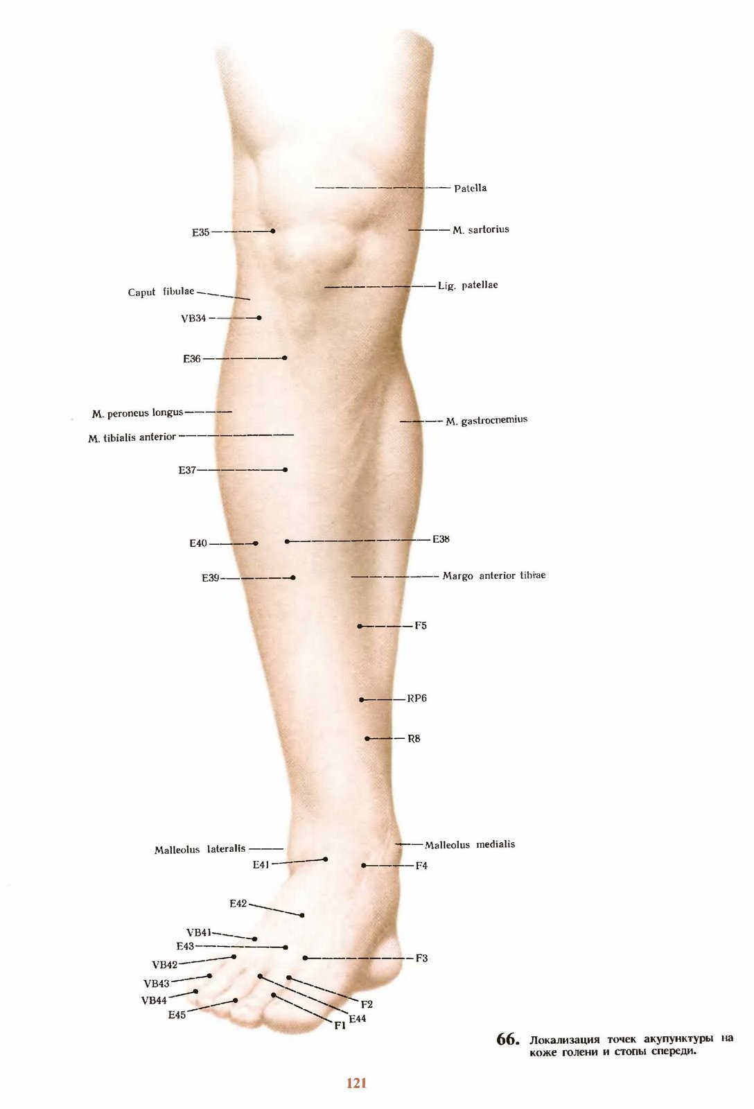 Названия точек человека. Акупунктурные точки на голени. Меридианы и точки акупунктуры атлас. Акупунктурные точки на голени человека схема. Биологические активные точки на теле человека отвечающие.