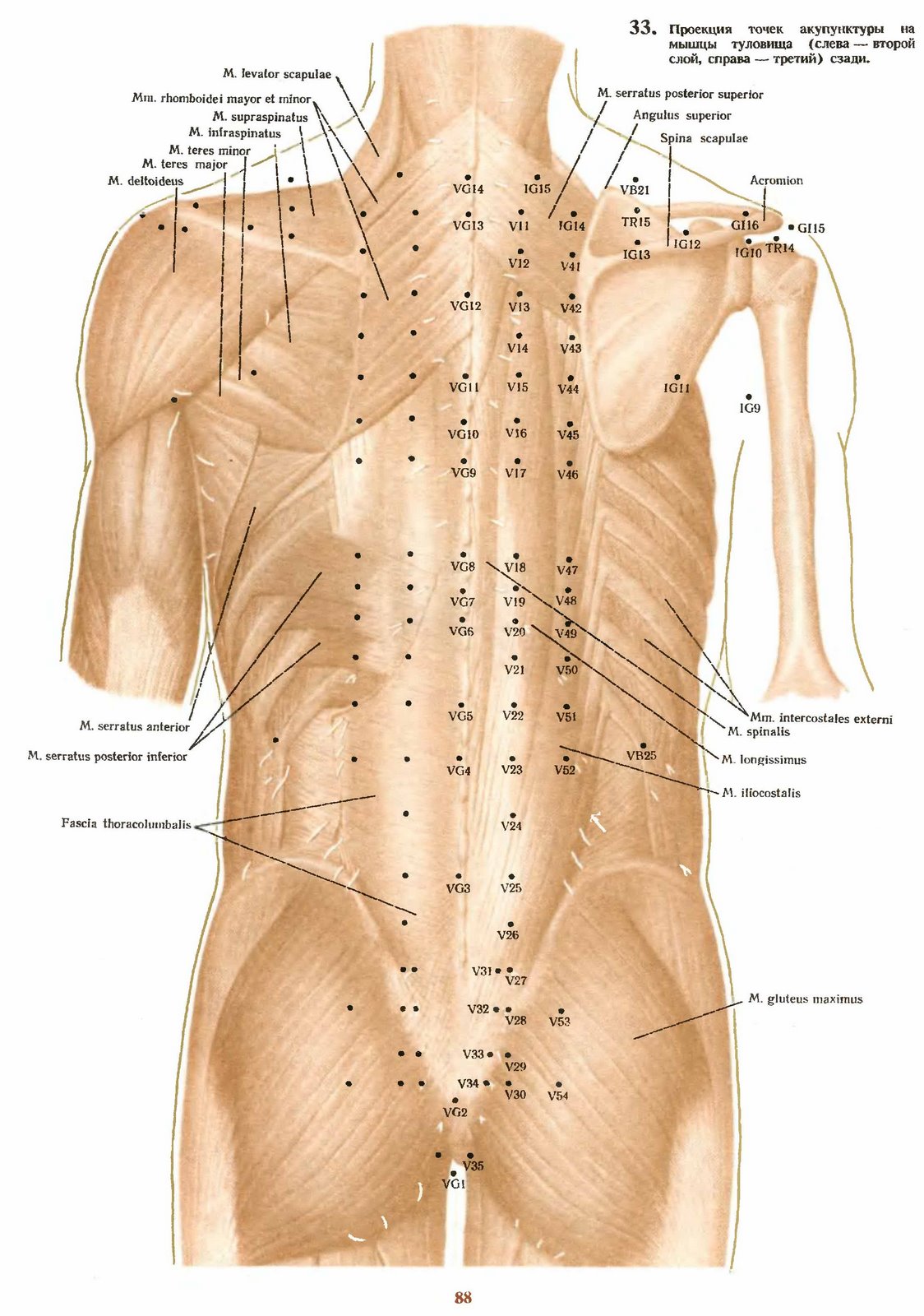 Зона поясницы. Активные точки на спине акупунктура. Точки акупунктурные на теле, для массажа. Точки акупунктуры на теле человека атлас. Биологически активные точки массаж спина.
